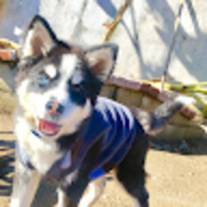 Meet your Posher, Jose